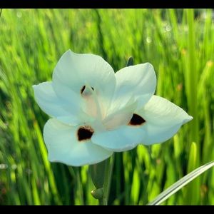 Meet your Posher, Amelia